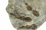 Dinosaur (Grallator) Track - Negative Impression #293129-1